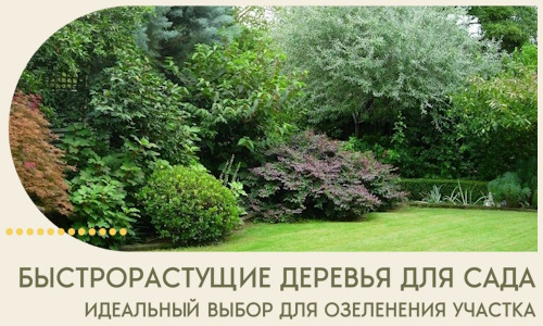 Быстрорастущие деревья для сада идеальный выбор в Сургуте