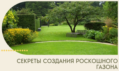 Секреты создания роскошного газона в Сургуте